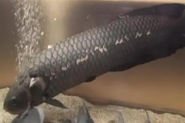 黑龙鱼好不好养,要保持好水质、水温的恒定