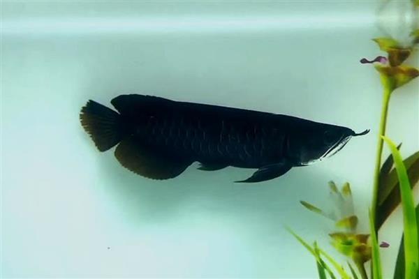 黑龙鱼好不好养,要保持好水质、水温的恒定