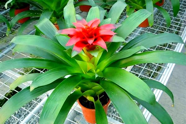 鸿运当头的花期,在6月份到10月份