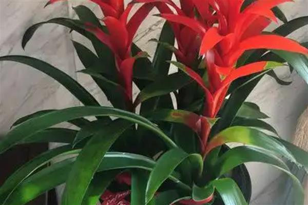 鸿运当头的花期,在6月份到10月份