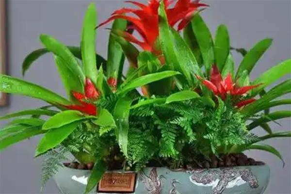 鸿运当头的花期,在6月份到10月份