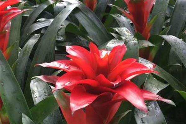 鸿运当头的花期,在6月份到10月份