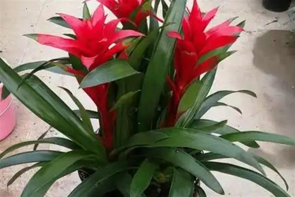 鸿运当头的花期,在6月份到10月份