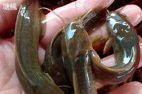 塘鲺和鲶鱼的区别，科属、嘴巴大小等方面都不同