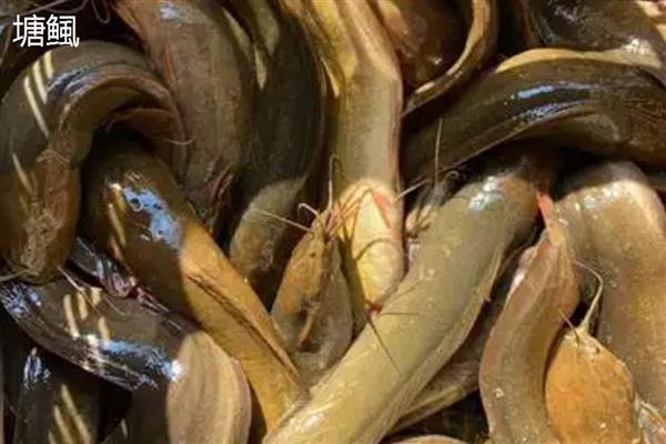 塘鲺和鲶鱼的区别，科属、嘴巴大小等方面都不同