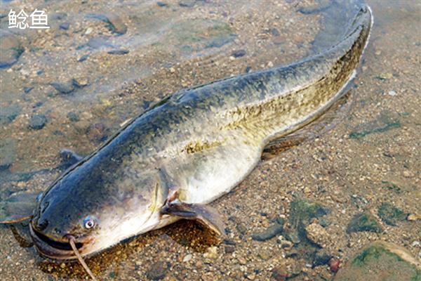塘鲺和鲶鱼的区别，科属、嘴巴大小等方面都不同
