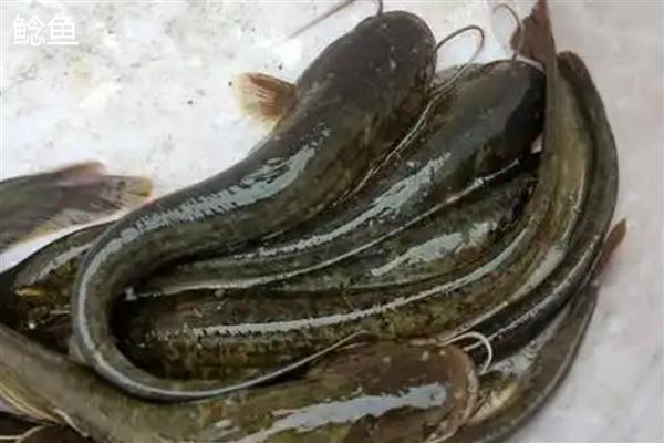 塘鲺和鲶鱼的区别，科属、嘴巴大小等方面都不同