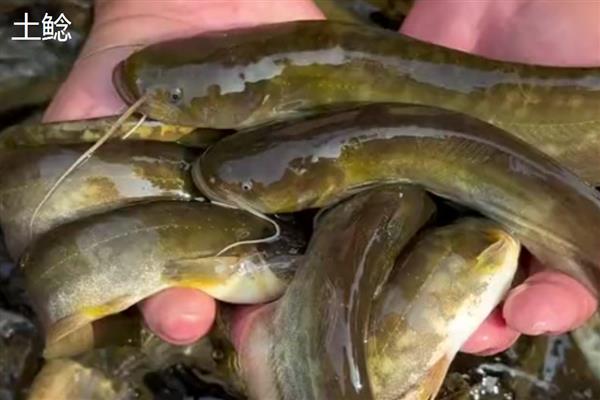 塘鲺和鲶鱼的区别，科属、嘴巴大小等方面都不同