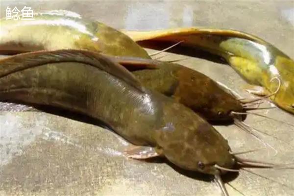 塘鲺和鲶鱼的区别，科属、嘴巴大小等方面都不同
