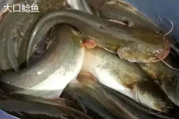 塘鲺和鲶鱼的区别，科属、嘴巴大小等方面都不同