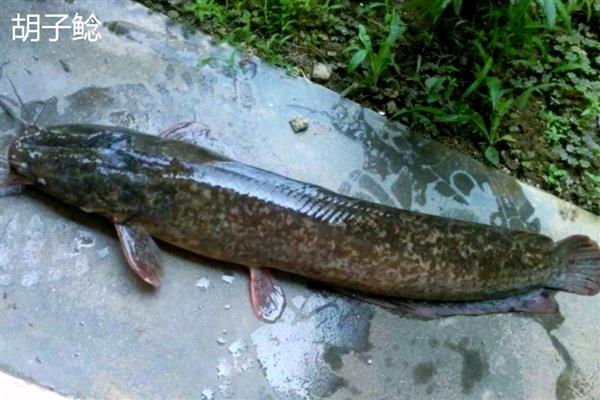 塘鲺和鲶鱼的区别，科属、嘴巴大小等方面都不同