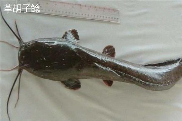 塘鲺和鲶鱼的区别，科属、嘴巴大小等方面都不同