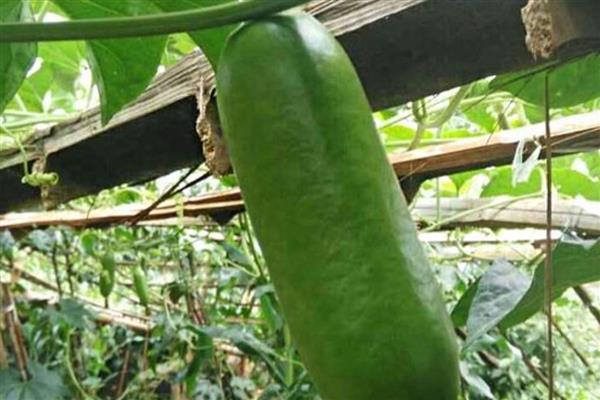 香如蜜可以放几天，可以保存三到六个月