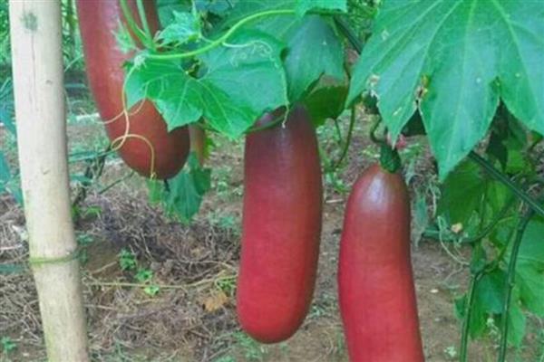 香如蜜可以放几天，可以保存三到六个月