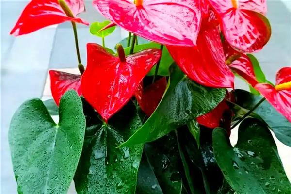 红掌叶尖发黄如何处理，温度不适可保持在15-20℃