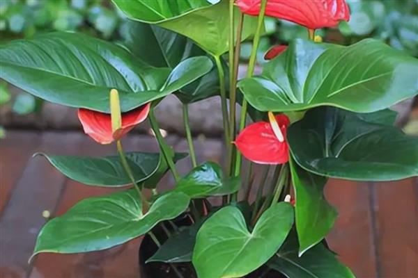 红掌叶尖发黄如何处理，温度不适可保持在15-20℃