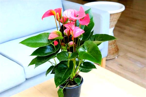 红掌叶尖发黄如何处理，温度不适可保持在15-20℃