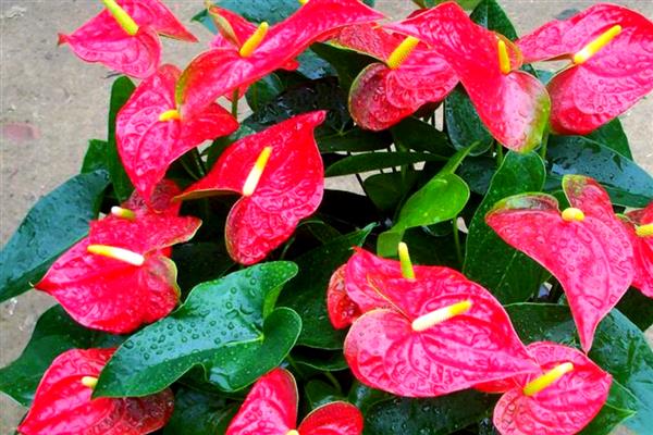 红掌叶尖发黄如何处理，温度不适可保持在15-20℃