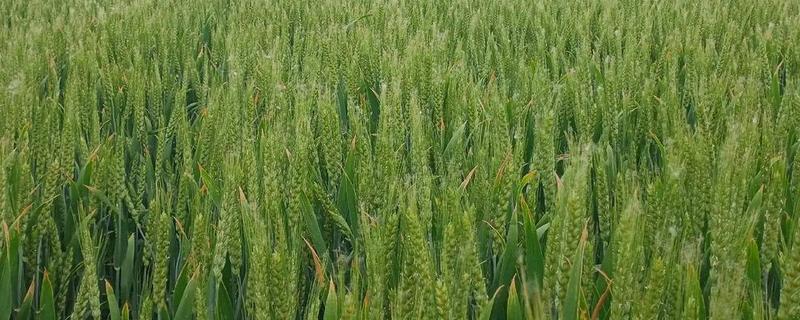 济麦22的产量表现，济麦22产量表现理想