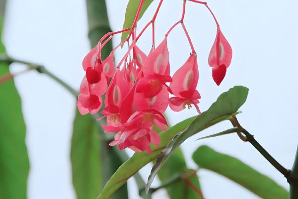 竹节海棠如何摘心，可在春季进行