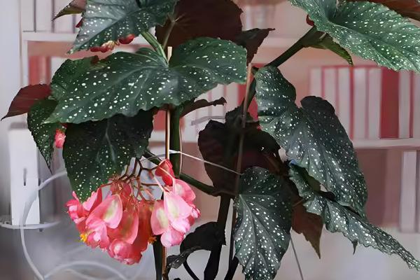 竹节海棠如何摘心，可在春季进行