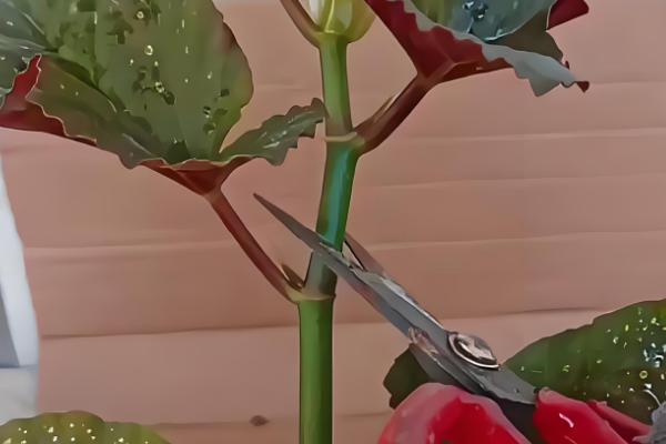 竹节海棠如何摘心，可在春季进行