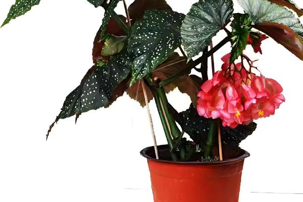 竹节海棠如何摘心，可在春季进行