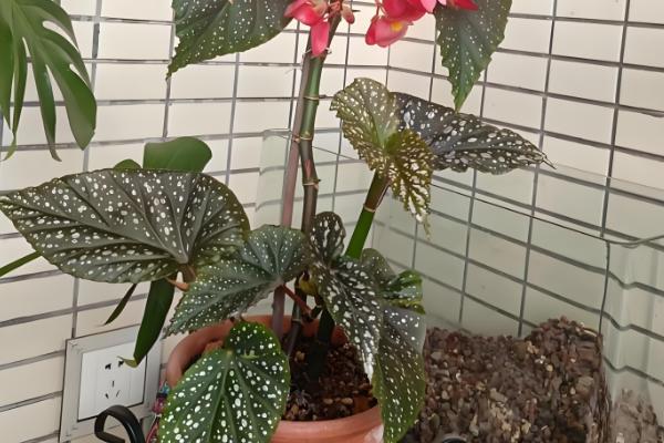 竹节海棠如何摘心，可在春季进行