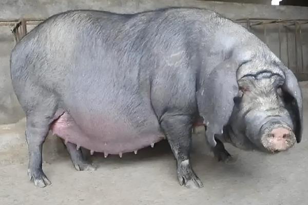 母猪缺少奶水如何解决，注射缩宫素或治疗前列腺针具有催奶效果