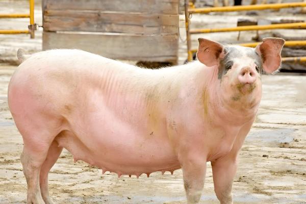 母猪缺少奶水如何解决，注射缩宫素或治疗前列腺针具有催奶效果