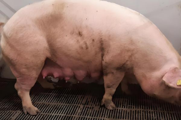 母猪缺少奶水如何解决，注射缩宫素或治疗前列腺针具有催奶效果