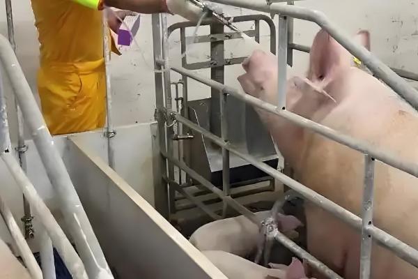 母猪缺少奶水如何解决，注射缩宫素或治疗前列腺针具有催奶效果