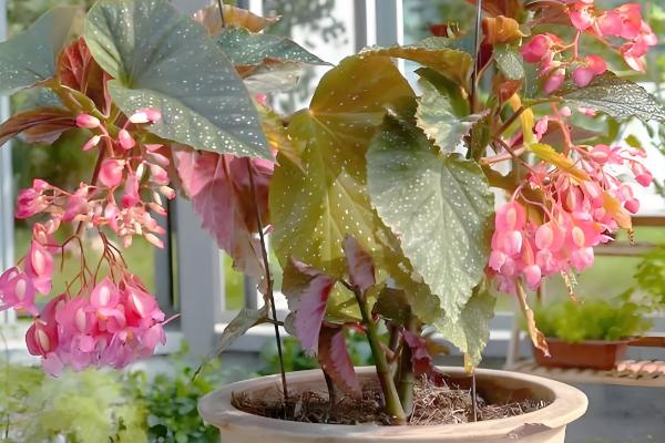 竹节海棠如何摘心，可在春季进行