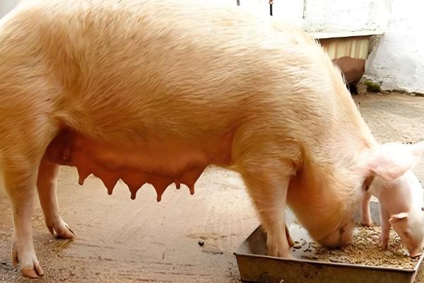 母猪缺少奶水如何解决，注射缩宫素或治疗前列腺针具有催奶效果