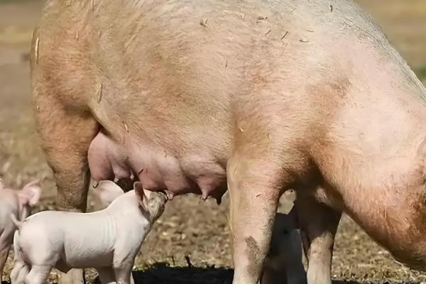 母猪缺少奶水如何解决，注射缩宫素或治疗前列腺针具有催奶效果