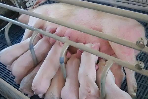 母猪缺少奶水如何解决，注射缩宫素或治疗前列腺针具有催奶效果