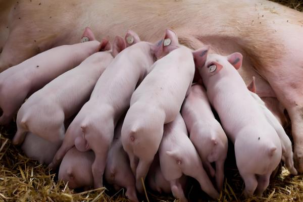 母猪缺少奶水如何解决，注射缩宫素或治疗前列腺针具有催奶效果