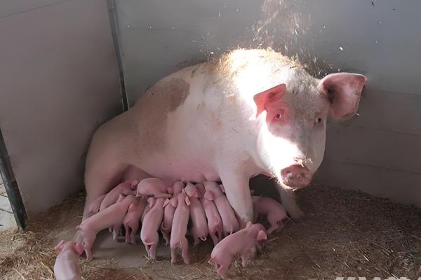 母猪缺少奶水如何解决，注射缩宫素或治疗前列腺针具有催奶效果