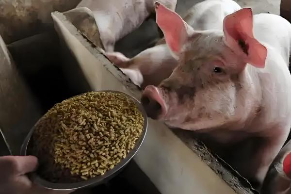 母猪缺少奶水如何解决，注射缩宫素或治疗前列腺针具有催奶效果