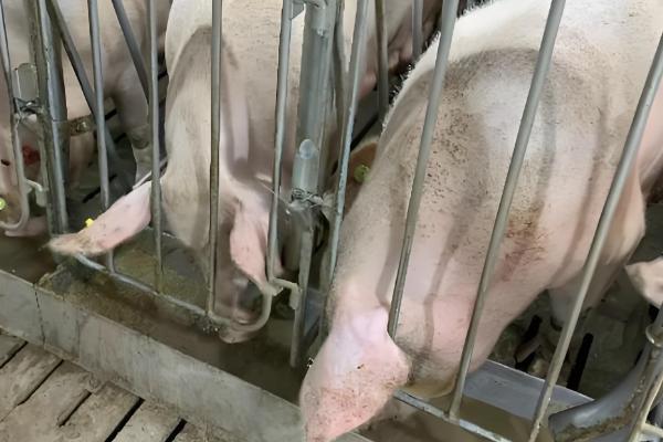 母猪缺少奶水如何解决，注射缩宫素或治疗前列腺针具有催奶效果