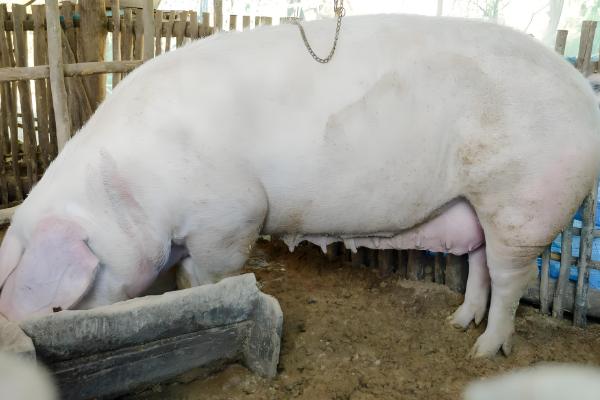 母猪缺少奶水如何解决，注射缩宫素或治疗前列腺针具有催奶效果