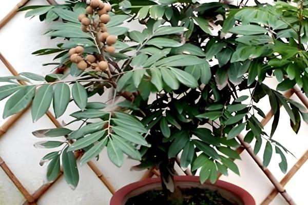 龙眼盆栽可以活多久，能活5-7年