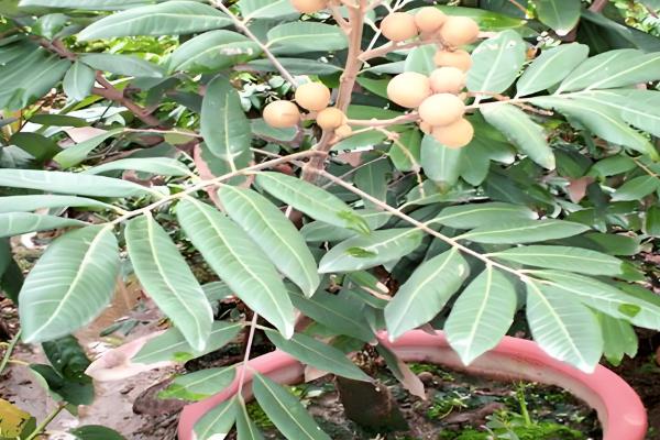 龙眼盆栽可以活多久，能活5-7年
