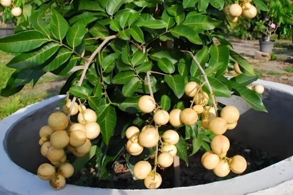 龙眼盆栽可以活多久，能活5-7年