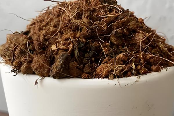 龙眼盆栽可以活多久，能活5-7年