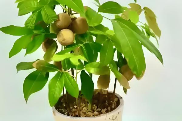 龙眼盆栽可以活多久，能活5-7年