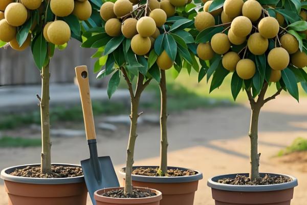 龙眼盆栽可以活多久，能活5-7年