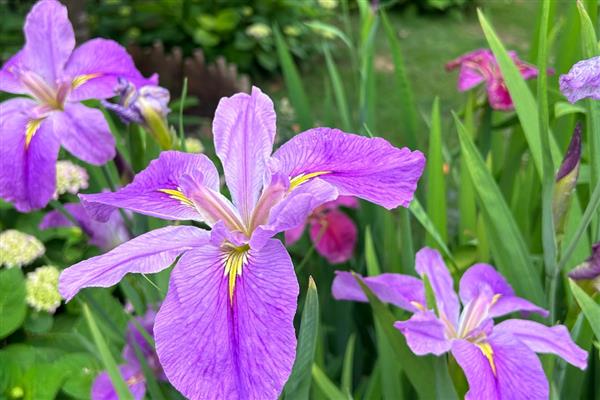 鸢尾花的花语，寓意纯真明媚、永恒的爱等