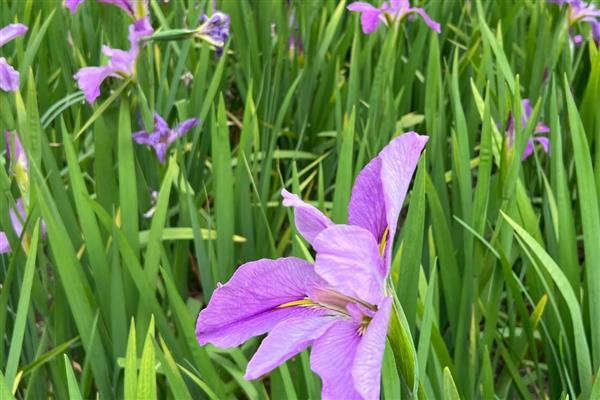 鸢尾花的花语，寓意纯真明媚、永恒的爱等