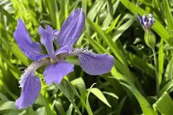 鸢尾花的花语，寓意纯真明媚、永恒的爱等